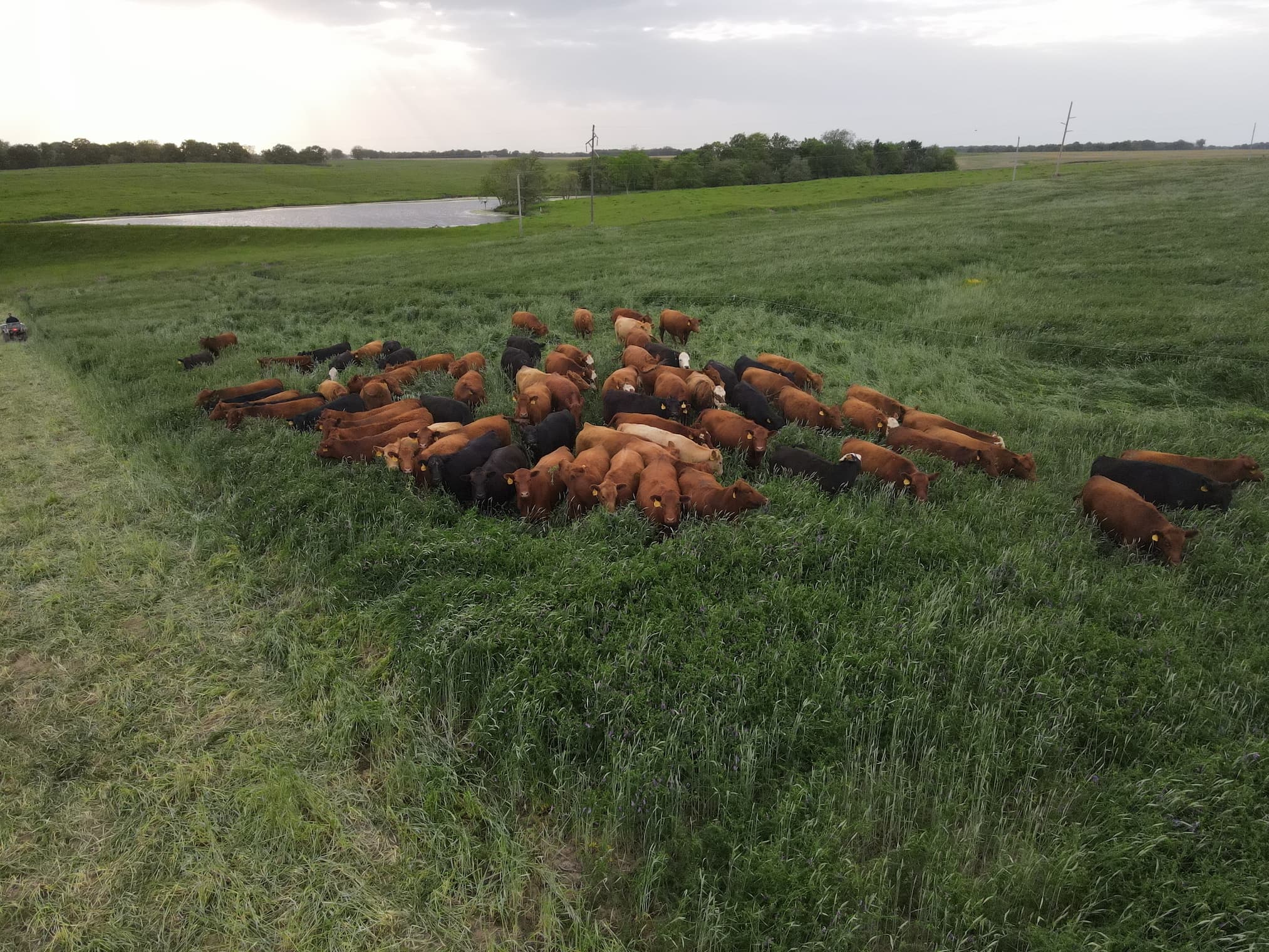Ideal Grazing