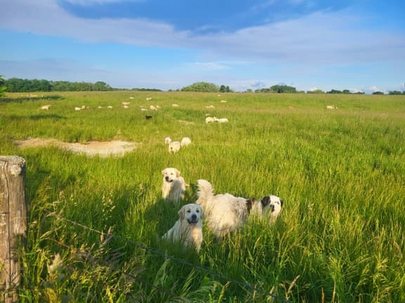 pasture, missouri sheep, guard dogs, lamb