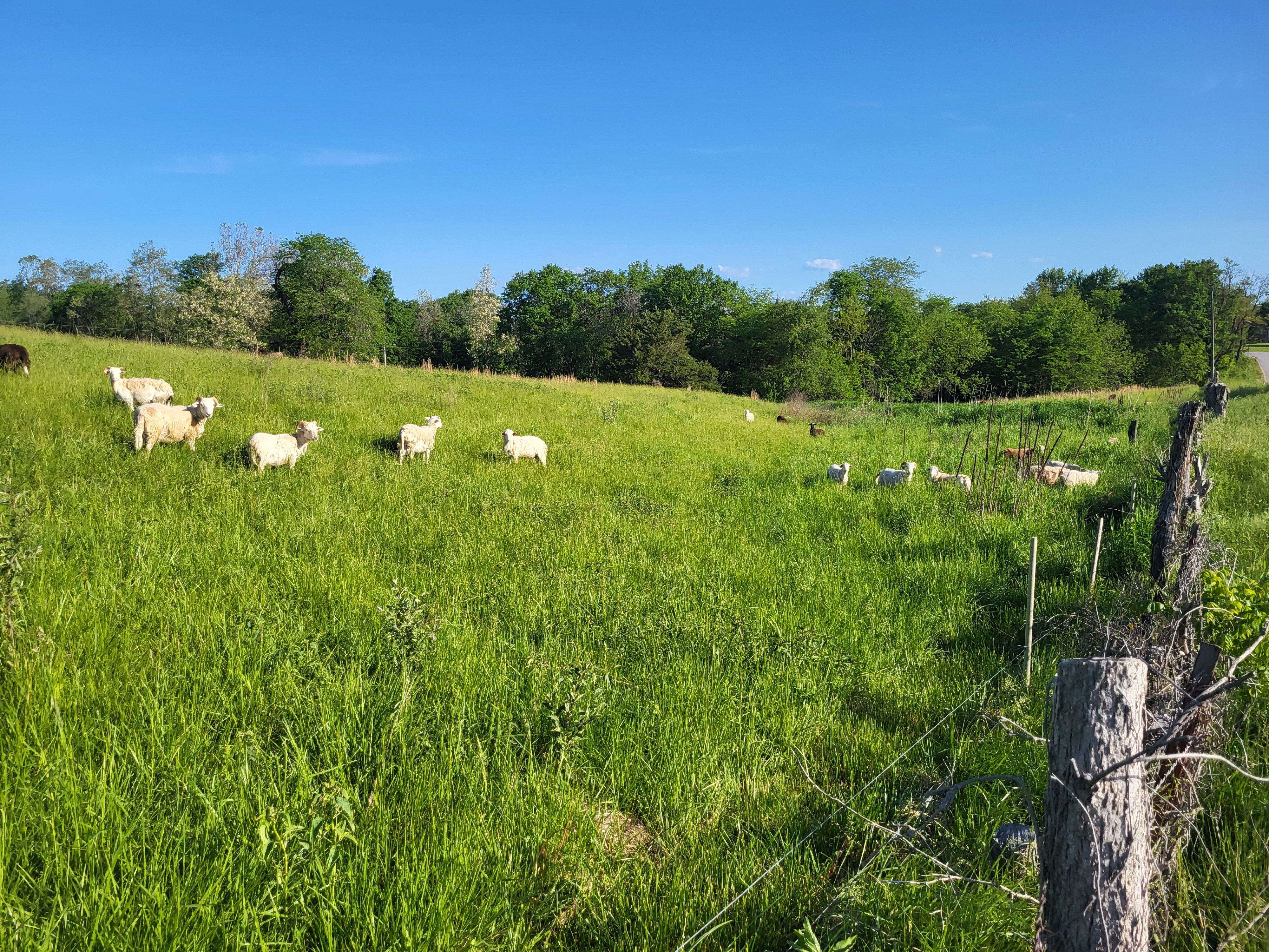 Missouri Sheep Grazing