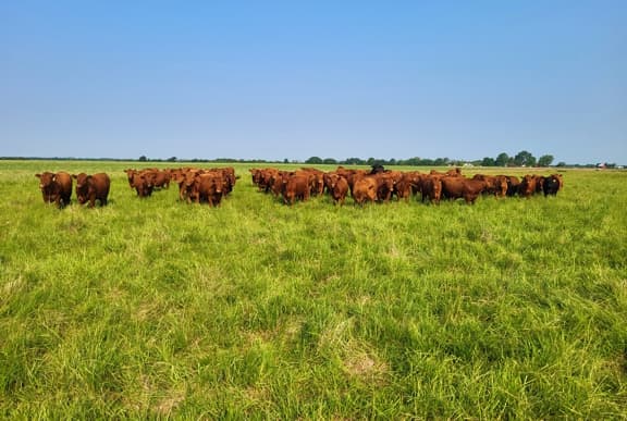 Grazing, Grass-fed beef