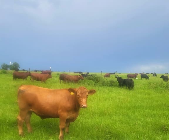 Gulf Coast Cattle
