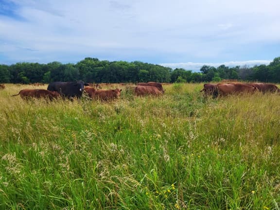 Grazing, Grass-fed beef