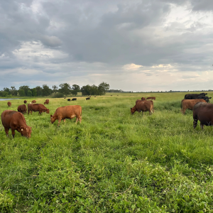 On the Farm Regenerative Ag