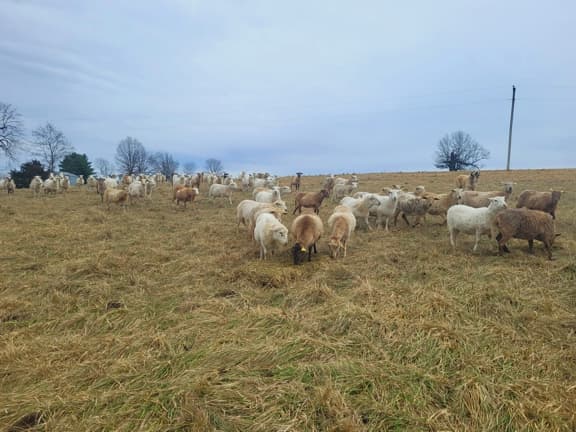 pasture, ewes