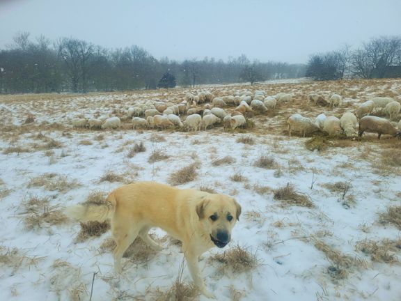 Grazing sheep