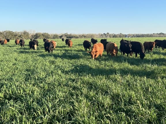 cattle grazing