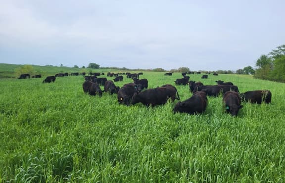 US Wellness beef cattle