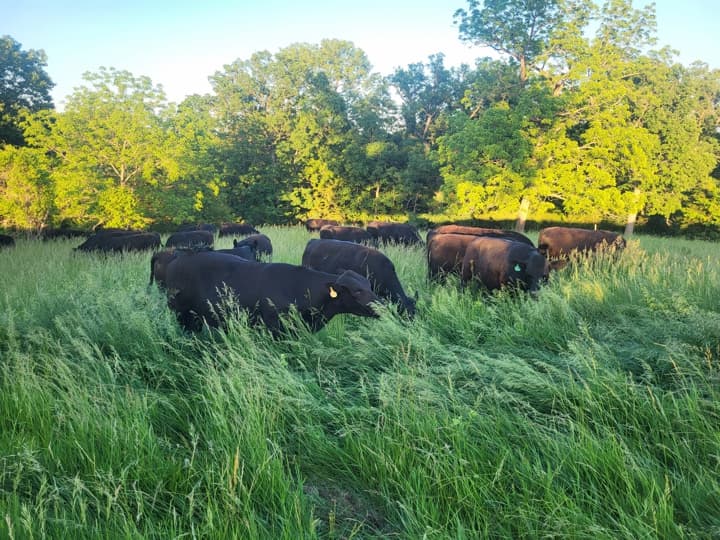 US Wellness beef cattle