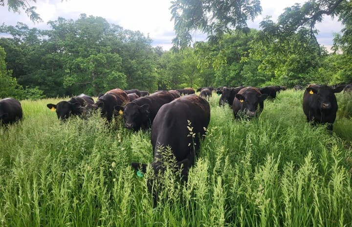 10 Years of Managed Grazing