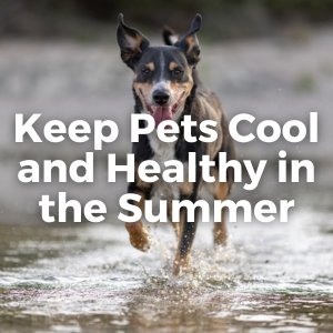 Pet Food Feature: Summer Pet Wellness