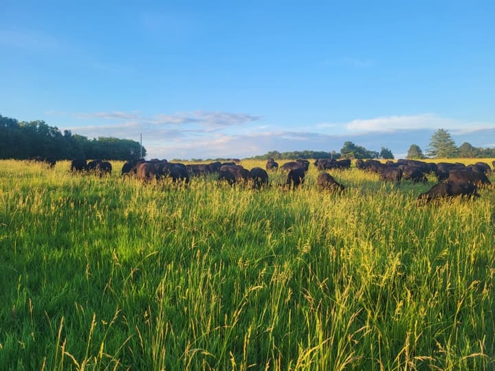 US Wellness beef cattle
