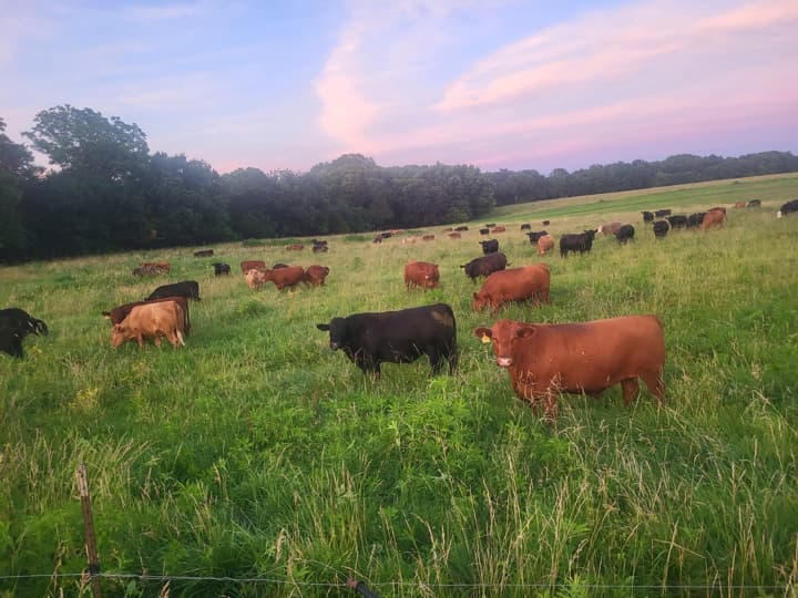 US Wellness beef cattle
