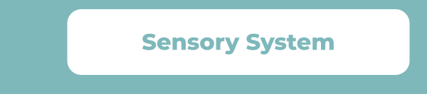 Sensory System