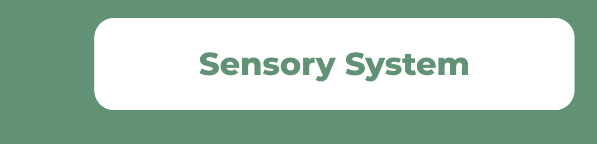 Sensory System