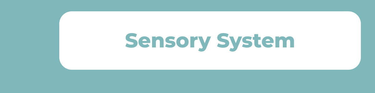 Sensory System