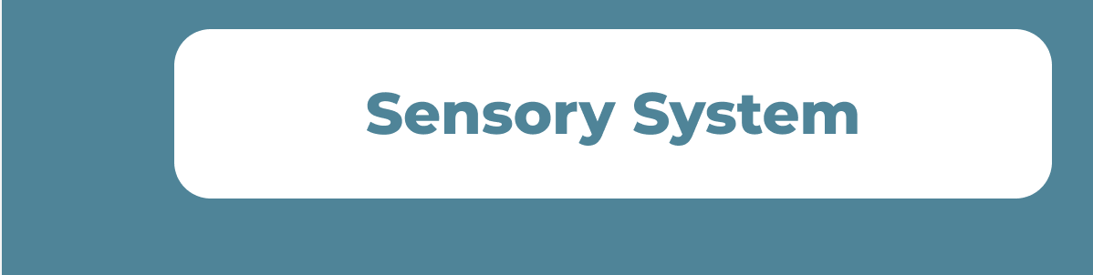 Sensory System