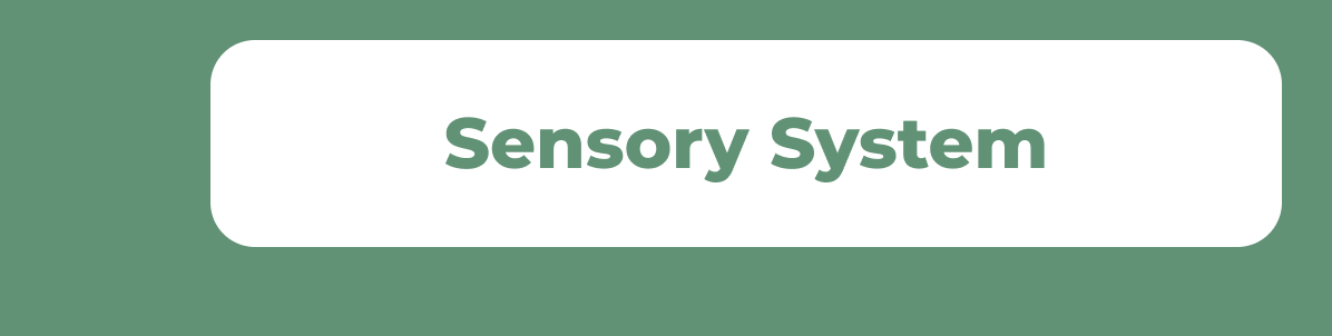 Sensory System