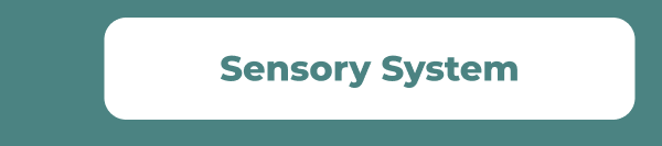 Sensory System