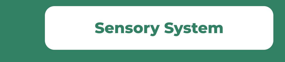 Sensory System
