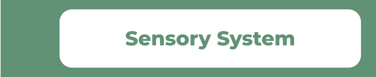 Sensory System