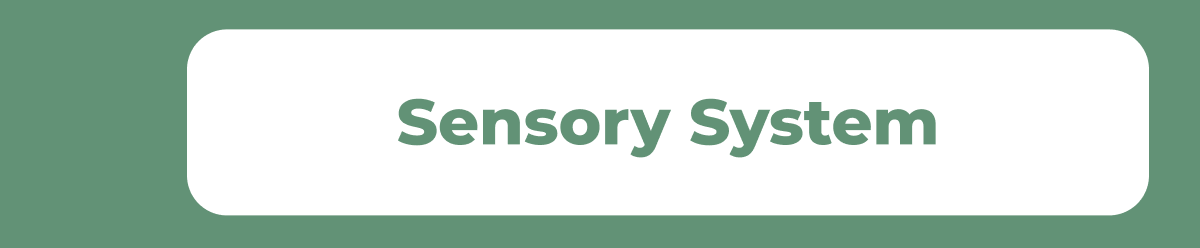 Sensory System