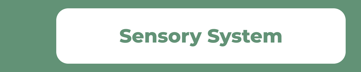 Sensory System