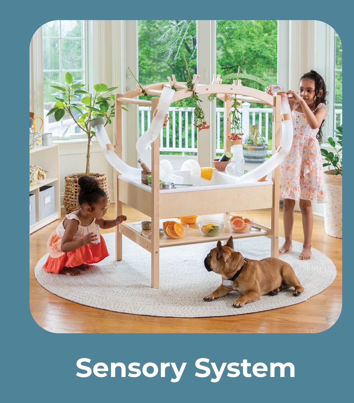 Sensory System