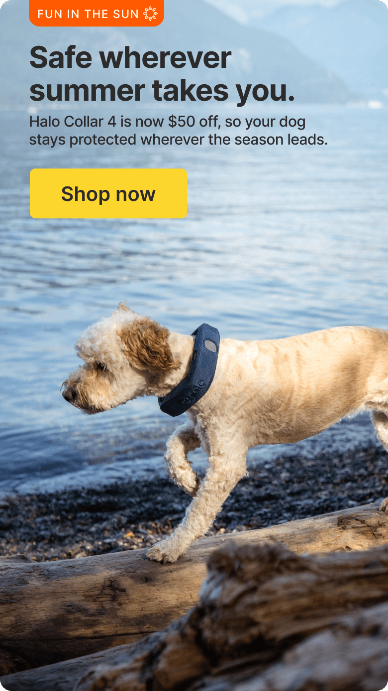 Keep your dog protected this summer season. Halo Collar 4 is now $50 off, so your dog stays protected wherever the season leads.