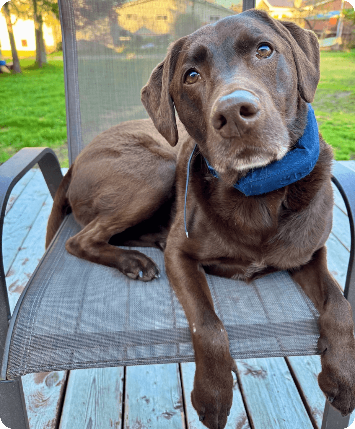 Pup lounging with a Halo collar.