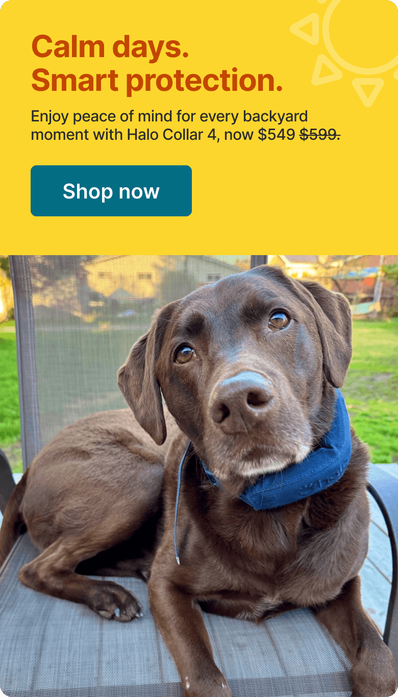 Give your dog a summer of freedom. Enjoy peace of mind for every backyard moment with the protection of Halo Collar 4, now $549.
