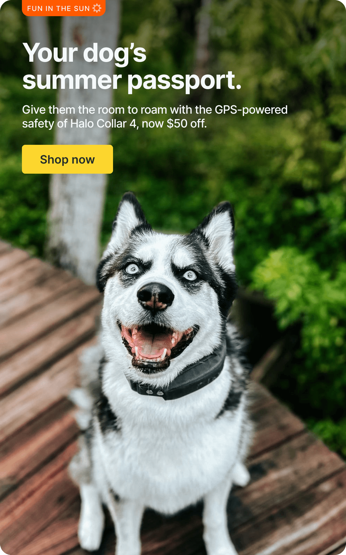 Adventure awaits! $50 off Halo Collar 4. Give them room to roam with the GPS-powered safety of Halo Collar 4.