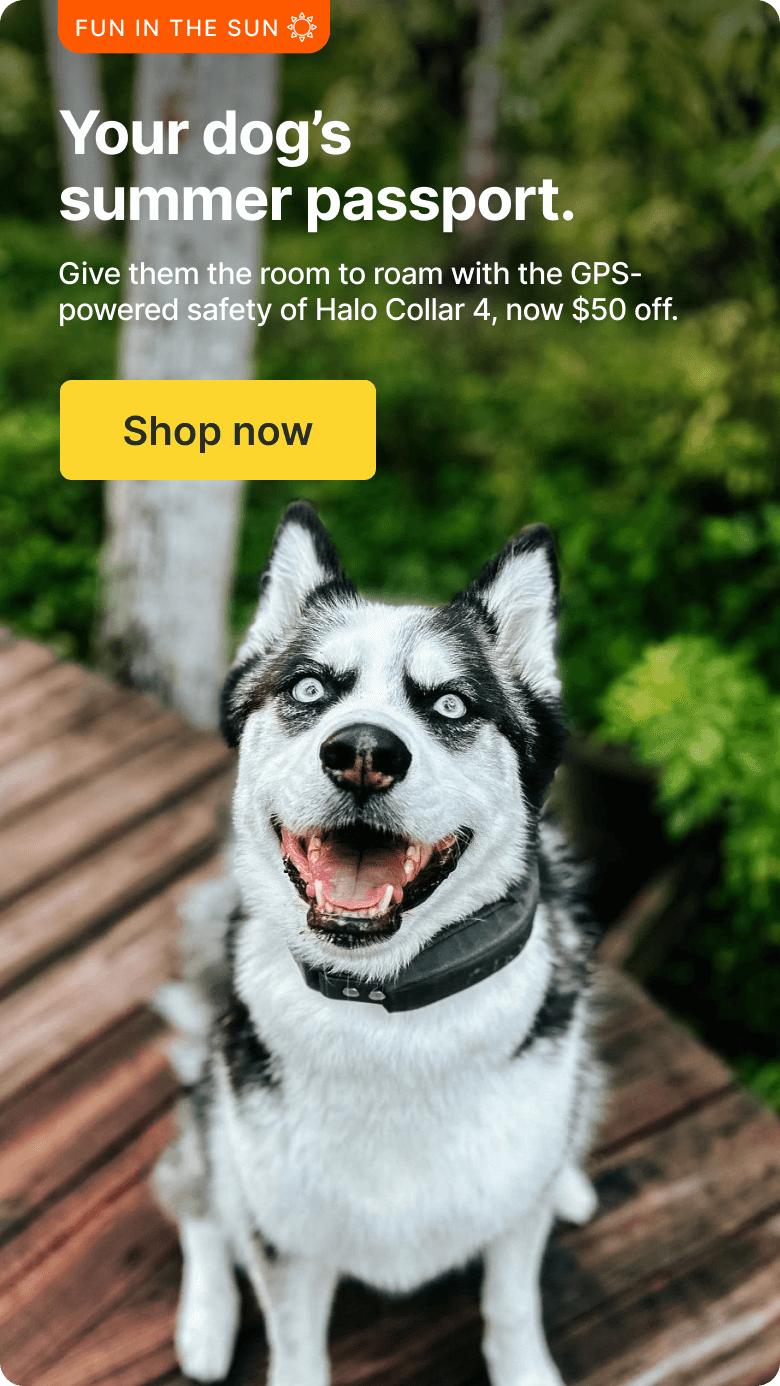 Adventure awaits! $50 off Halo Collar 4. Give them room to roam with the GPS-powered safety of Halo Collar 4.