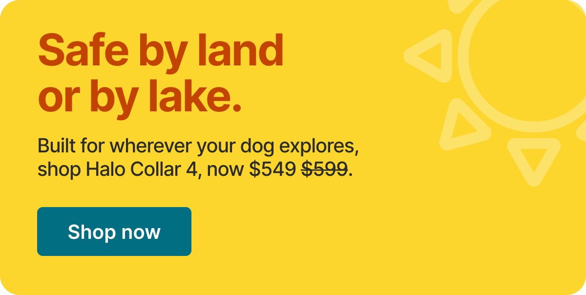 More sunshine, less stress. Built for wherever your dog explores this summer, shop Halo Collar 4 for $50 off.