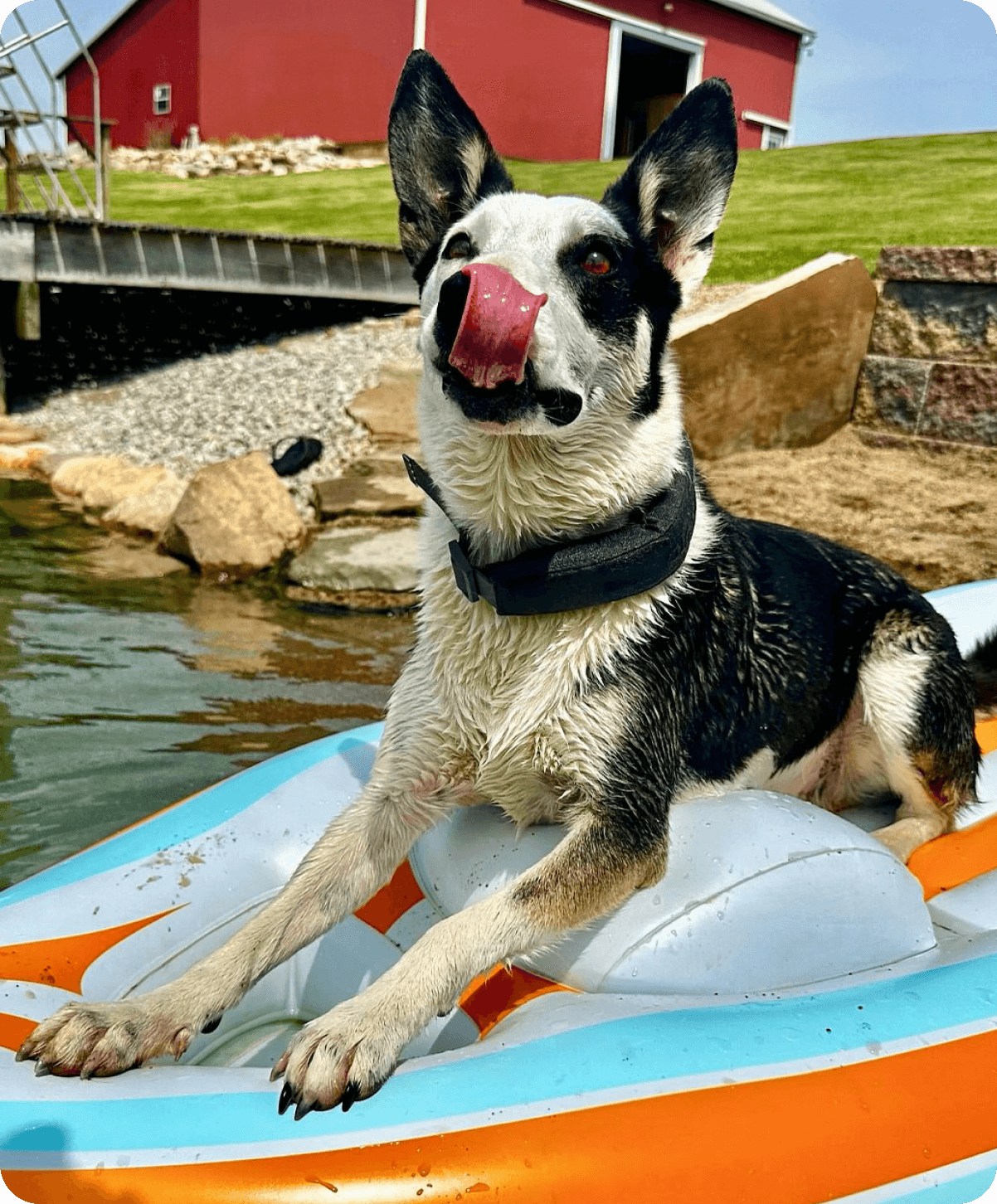 Pup with waterproof Halo collar.