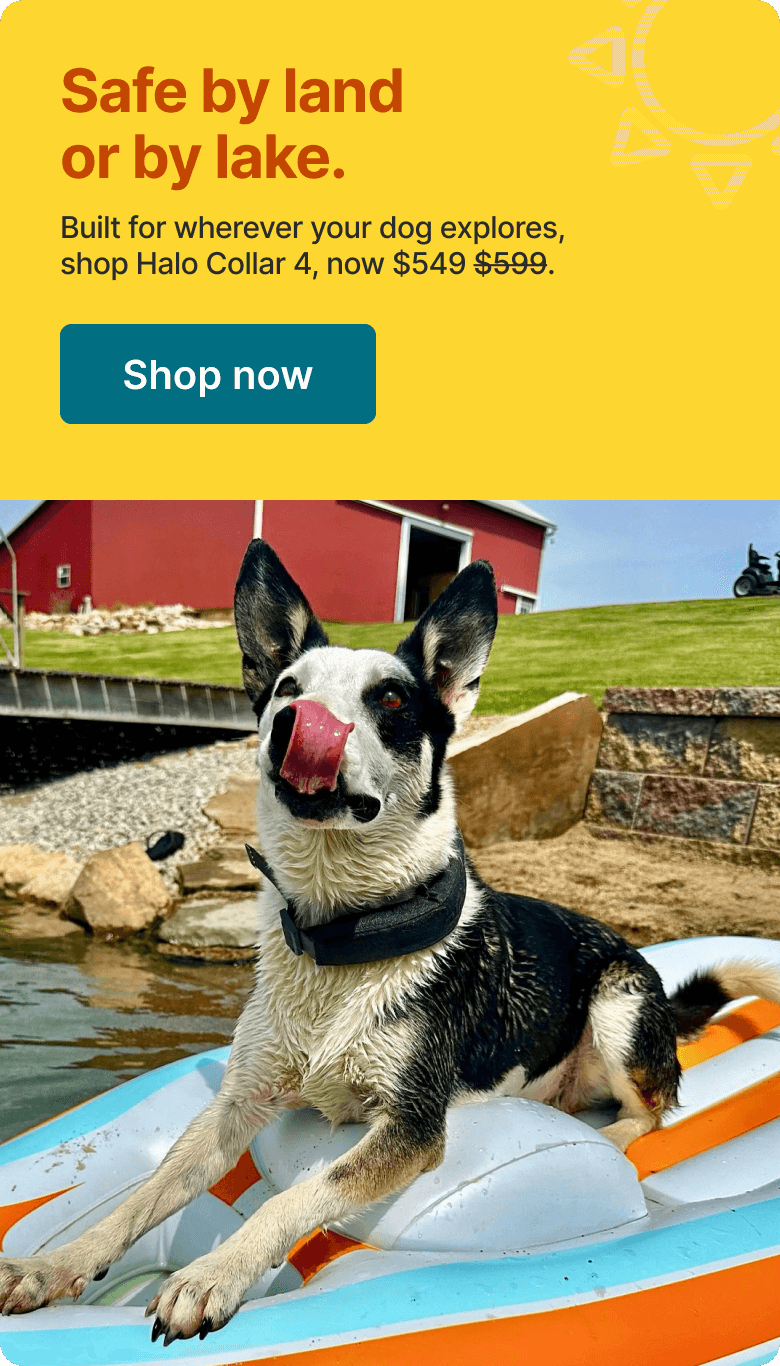 More sunshine, less stress. Built for wherever your dog explores this summer, shop Halo Collar 4 for $50 off.