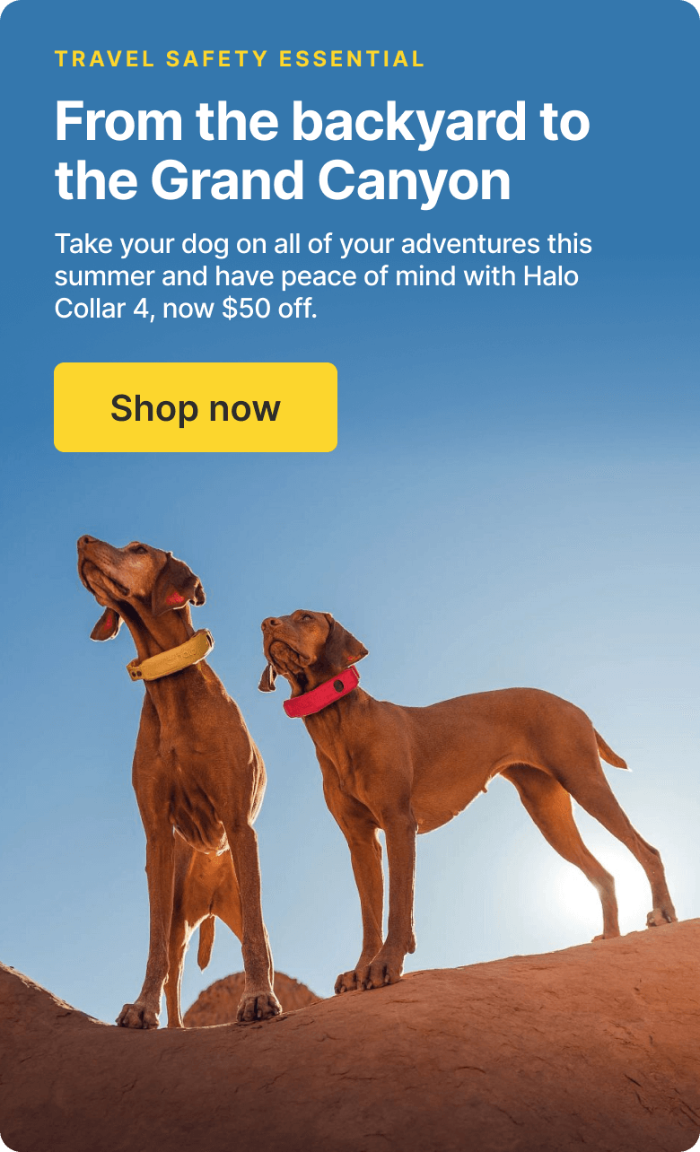 Travel anywhere. Protection everywhere.Bring peace of mind wherever you roam with Halo Collar 4’s GPS tracking and wireless fences.