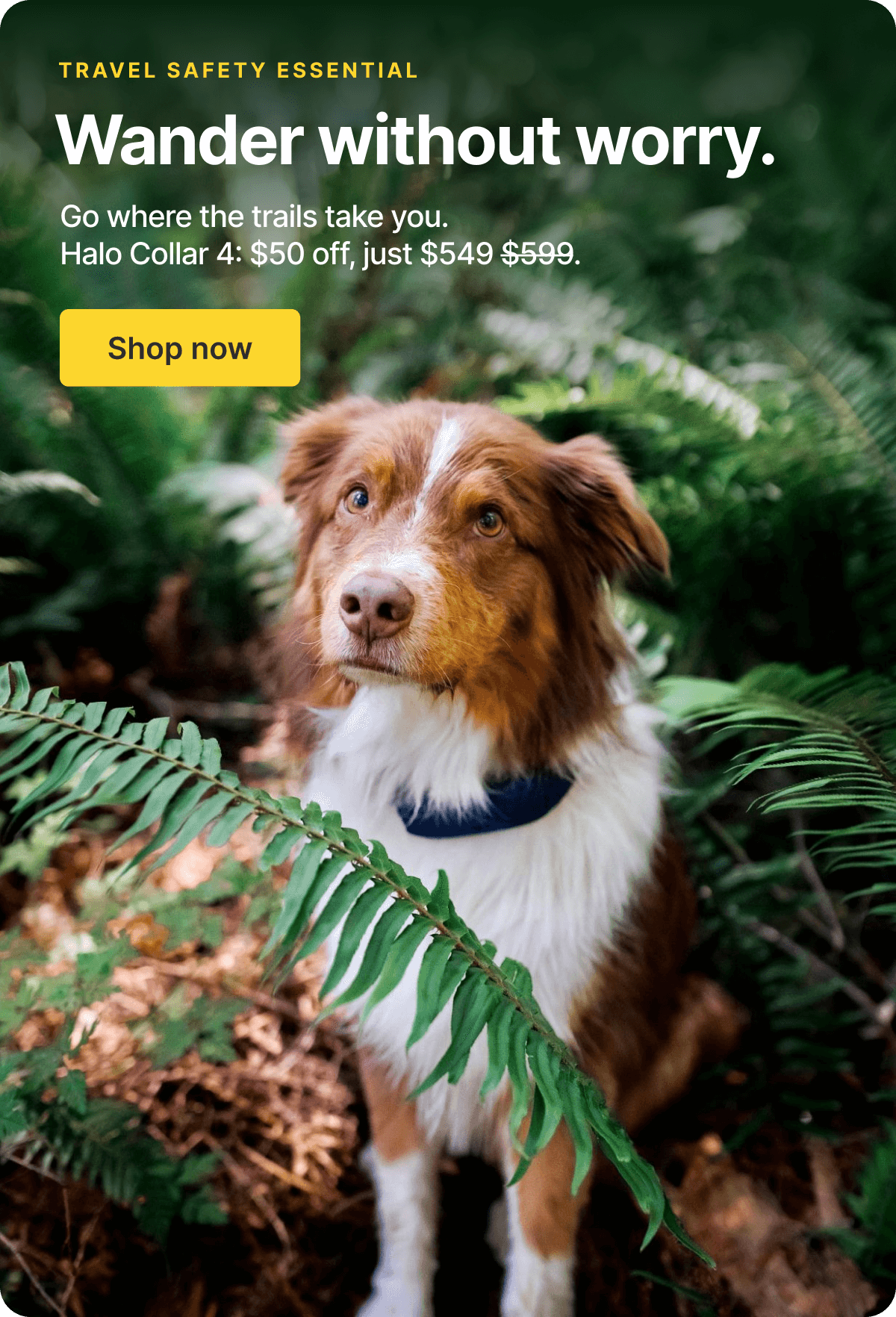 A smarter, safer way to vacation. Go where the trails take you. Halo Collar 4 is just $549.