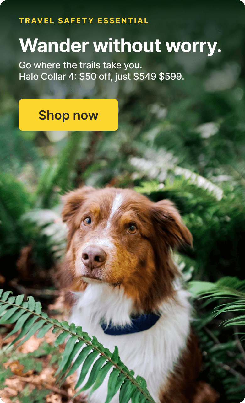 A smarter, safer way to vacation. Go where the trails take you. Halo Collar 4 is just $549.