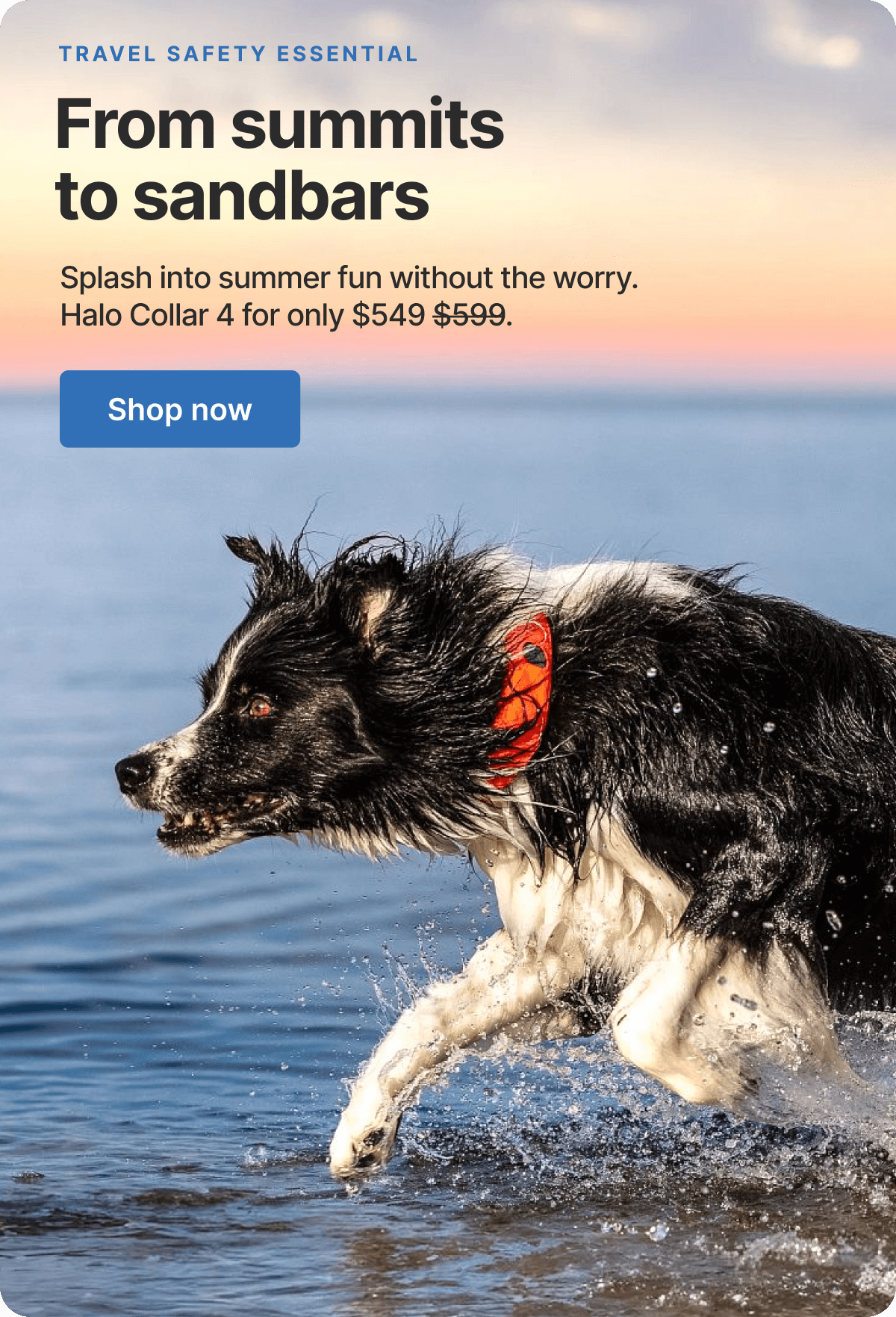 Built for dogs who travel.&nbsp;Halo Collar 4 is now only $549!