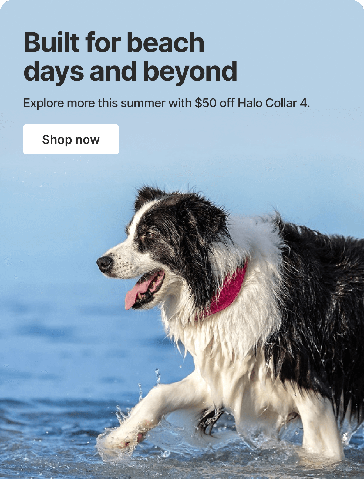 Protection that goes where you go. This summer, explore more. Save $50 on Halo Collar 4.
