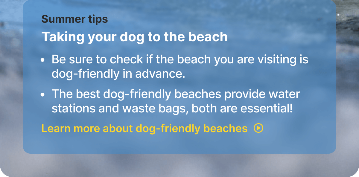 Summer tips. Taking your dog to the beach. - Be sure to check if the beach you are visiting is dog-friendly in advance. - The best dog-friendly beaches provide water stations and waste bags, both are essential! Learn more about dog-friendly beaches