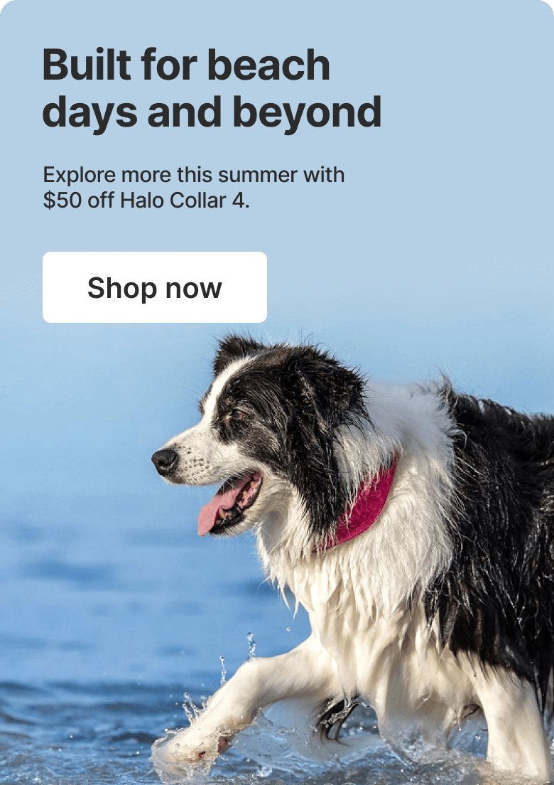 Protection that goes where you go. This summer, explore more. Save $50 on Halo Collar 4.