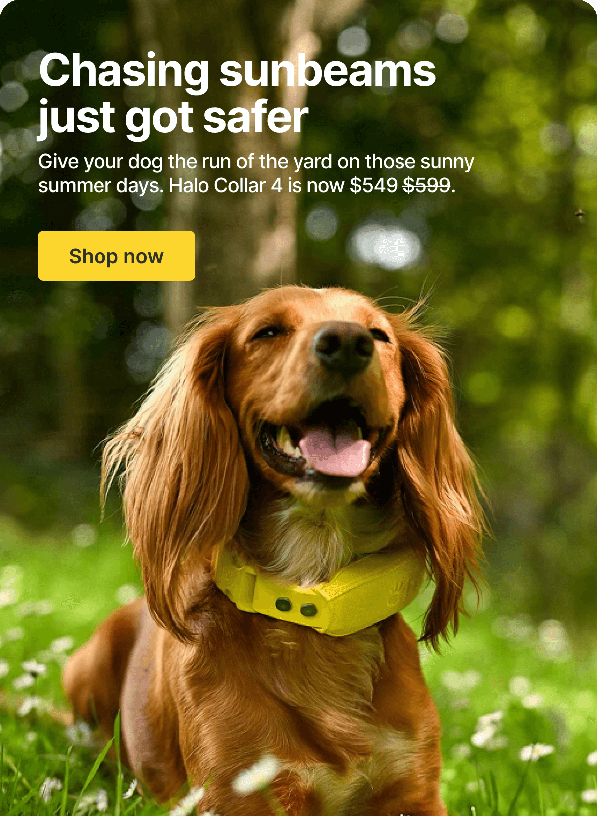Last summer stretch, $50 off Halo Collar 4! Keep your best friend secure in every sunbeam.