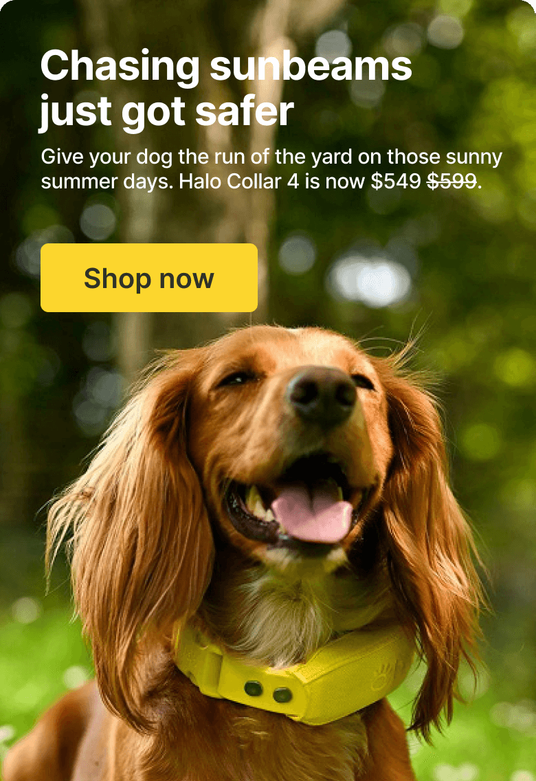 Last summer stretch, $50 off Halo Collar 4! Keep your best friend secure in every sunbeam.