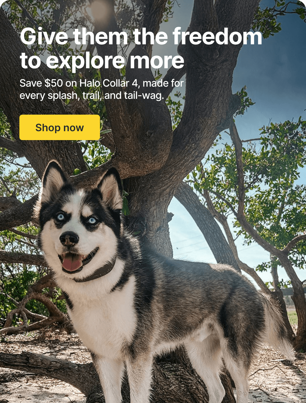 Summer tips for safer roaming. The best adventures are off-leash. Shop Halo Collar 4, now $549.