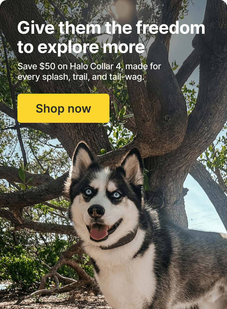 Summer tips for safer roaming. The best adventures are off-leash. Shop Halo Collar 4, now $549.