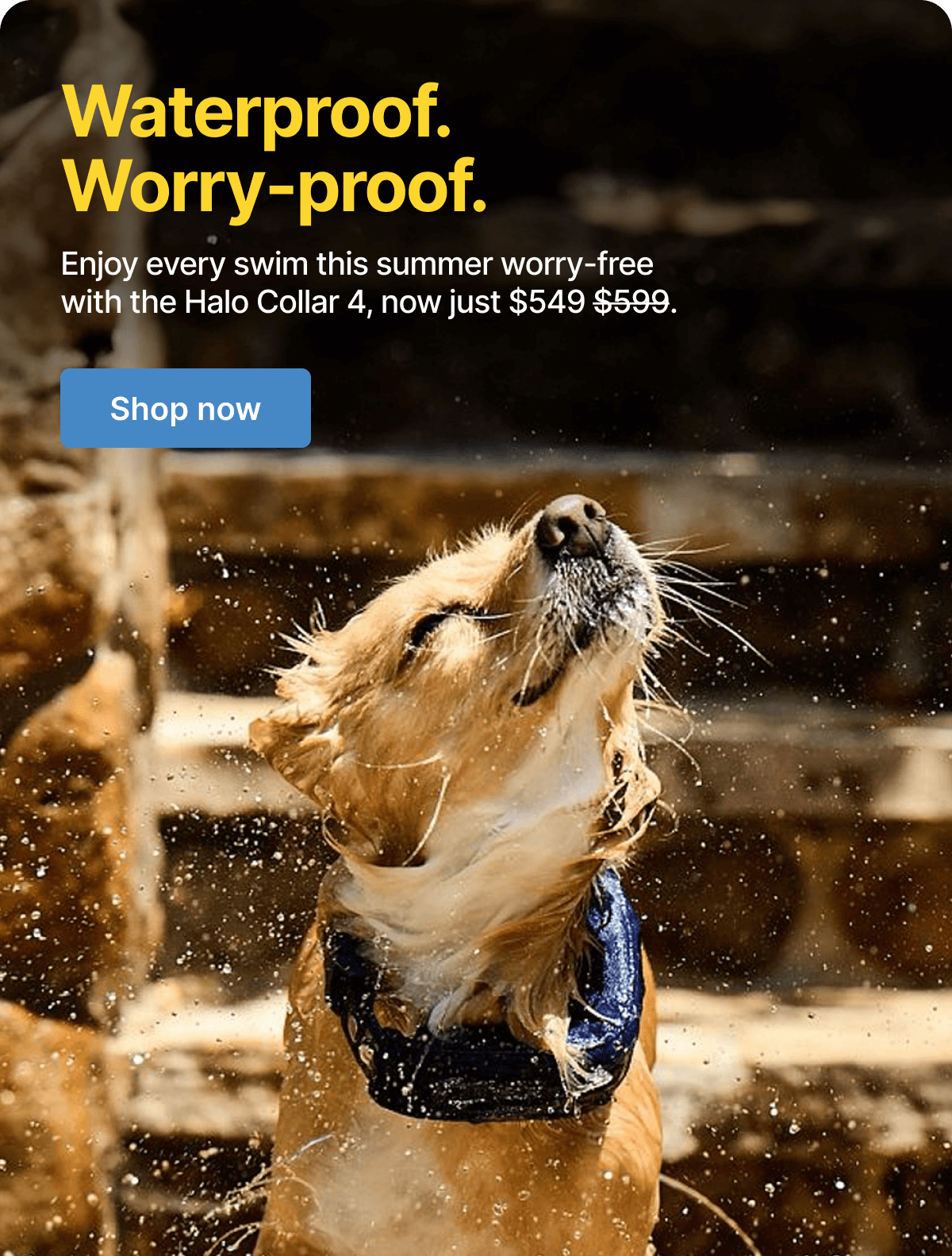 Stay cool, stay connected with Halo Collar 4. Keep your dog protected through every splash and shake.