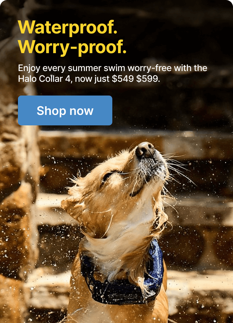 Stay cool, stay connected with Halo Collar 4. Keep your dog protected through every splash and shake.