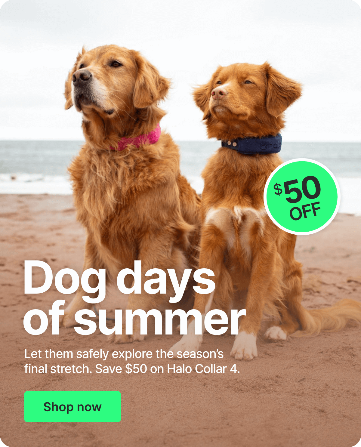 It’s the Dog Days of Summer. Let them safely explore the season’s final stretch. Save $50 on Halo Collar 4.