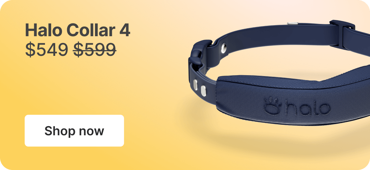 Halo Collar 4: $549. Shop now